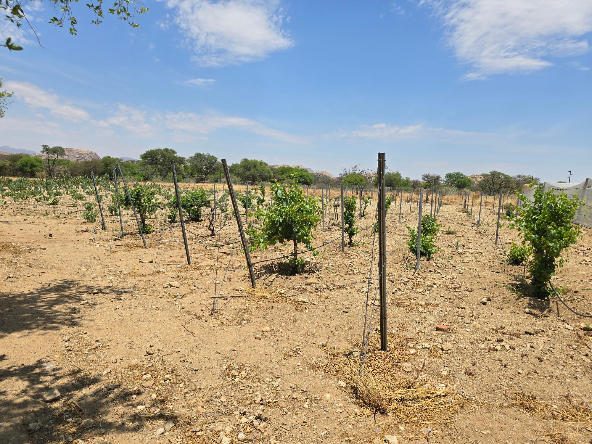 Namibia | The Erongo Mountain Winery & Two Beards Coffee
