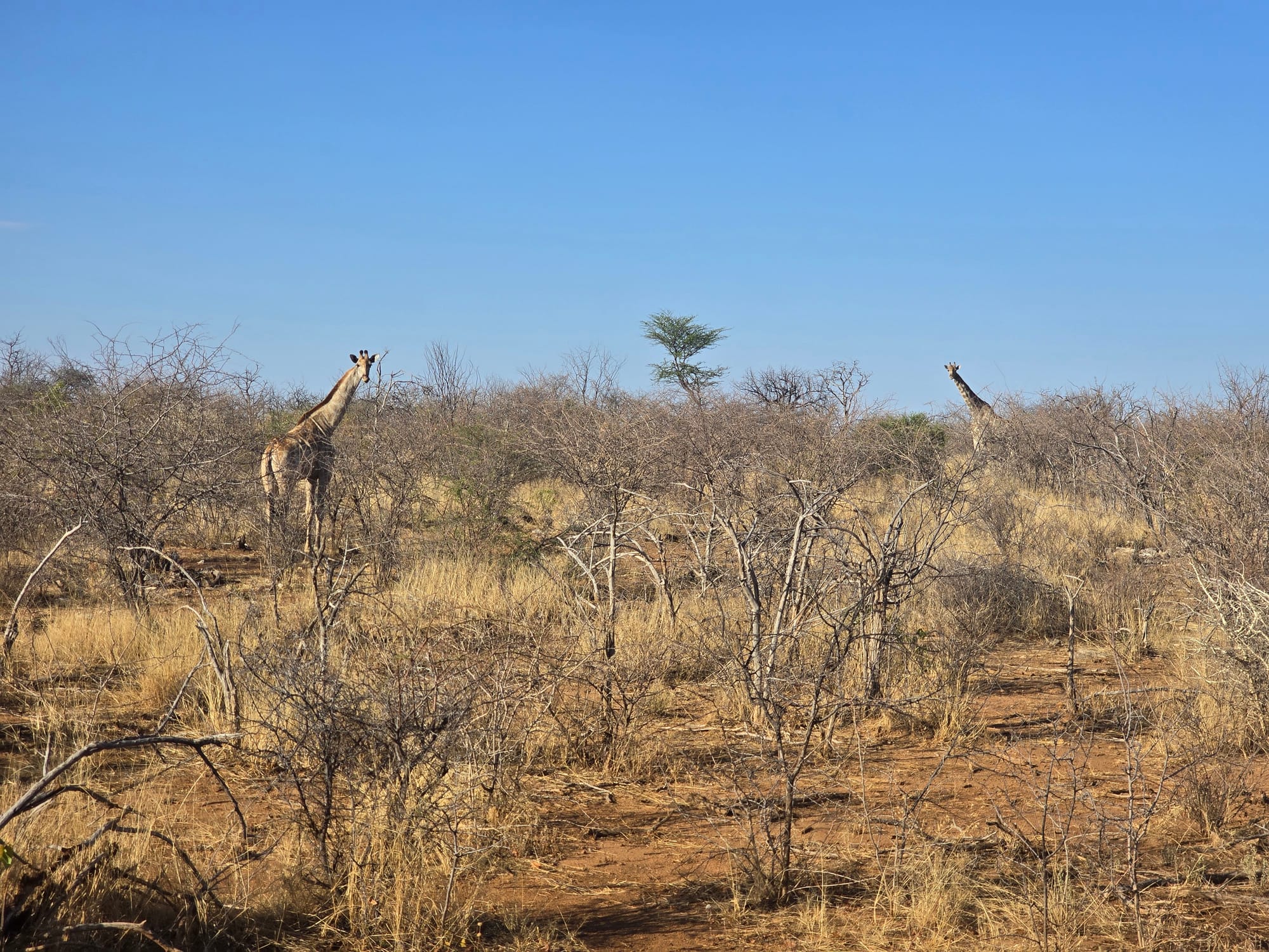 Namibia | The Most Unforgettable Sundowner with Rhinos