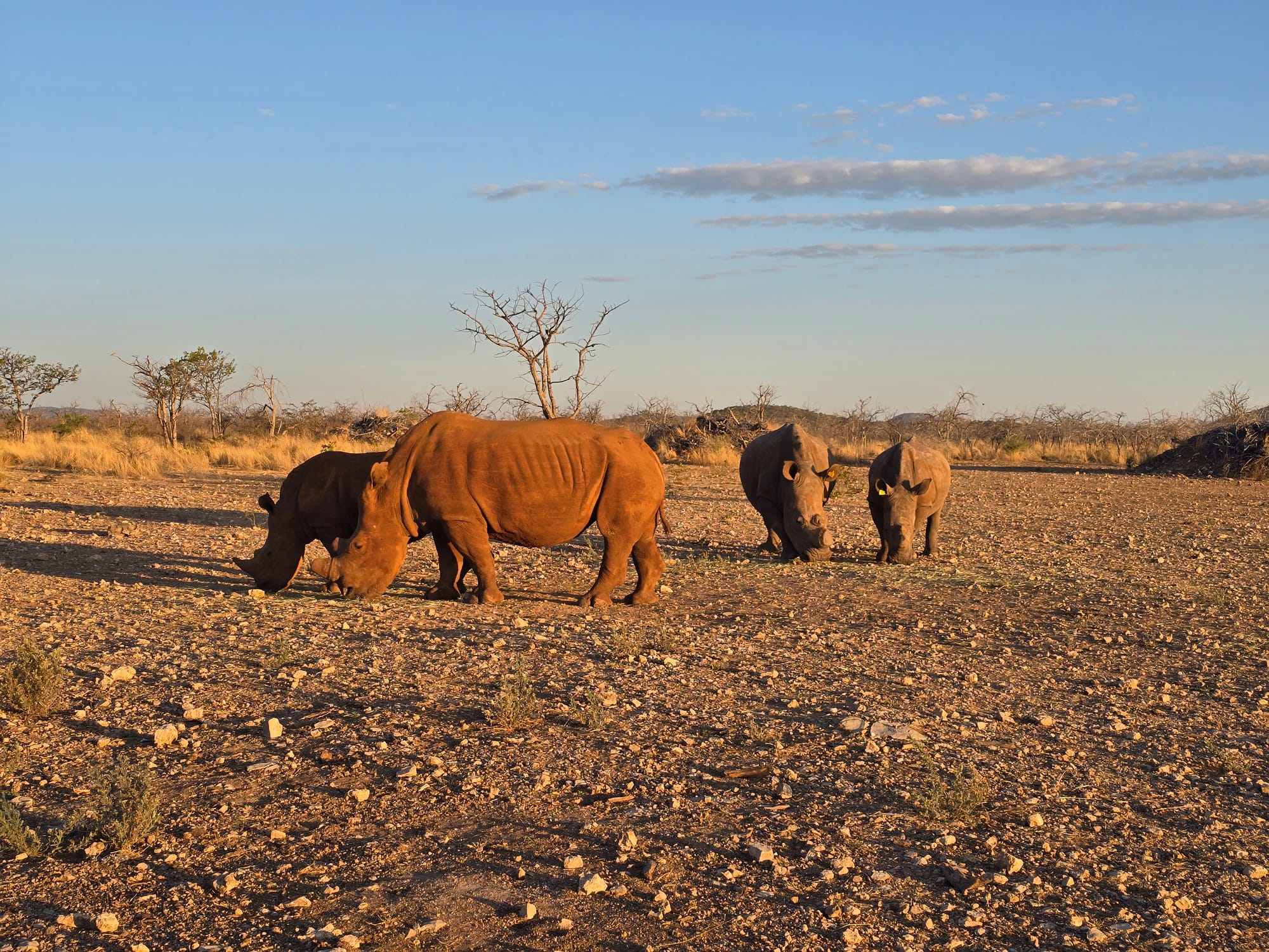 Namibia | The Most Unforgettable Sundowner with Rhinos